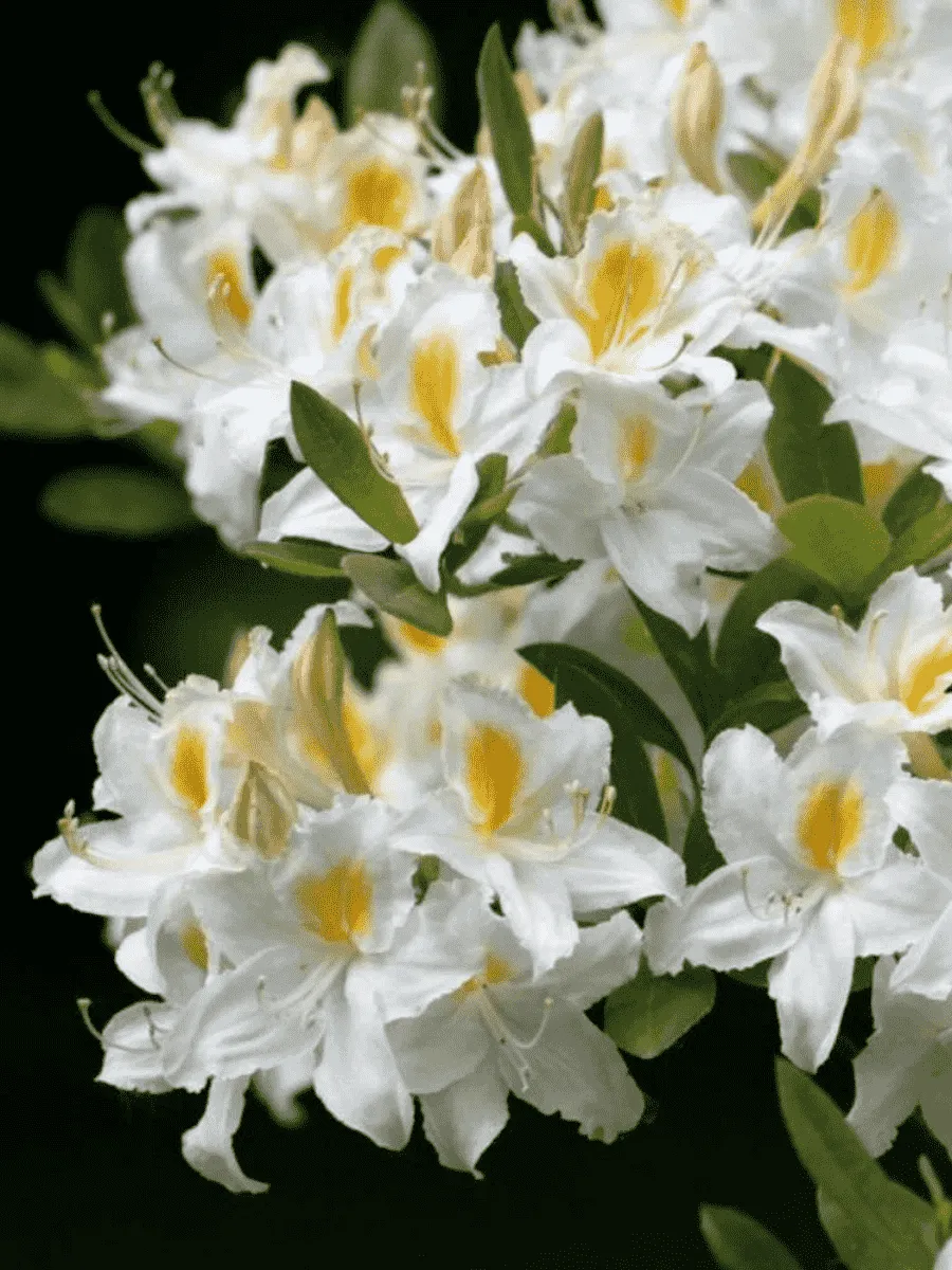 Азалия крупноцветковая Schneegold Азалия крупноцветковая Schneegold