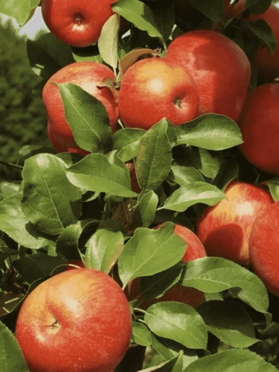 Яблоня Honeycrisp