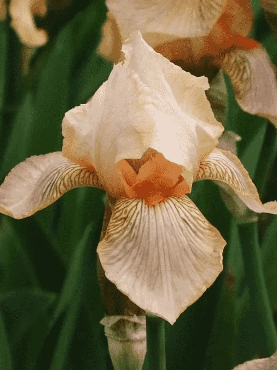 Ирис германский Edward of Windsor