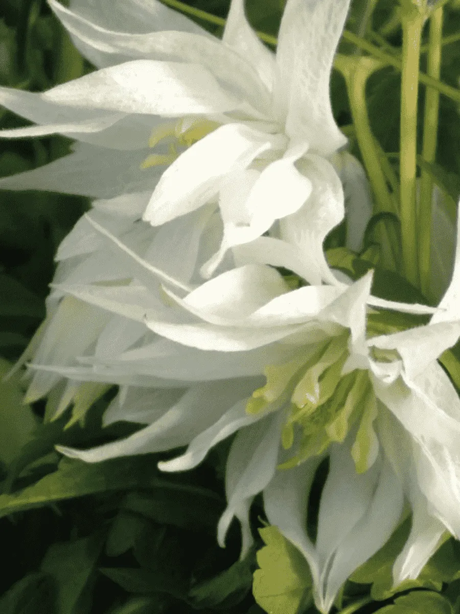 Клематис Albina Plena Клематис Albina Plena