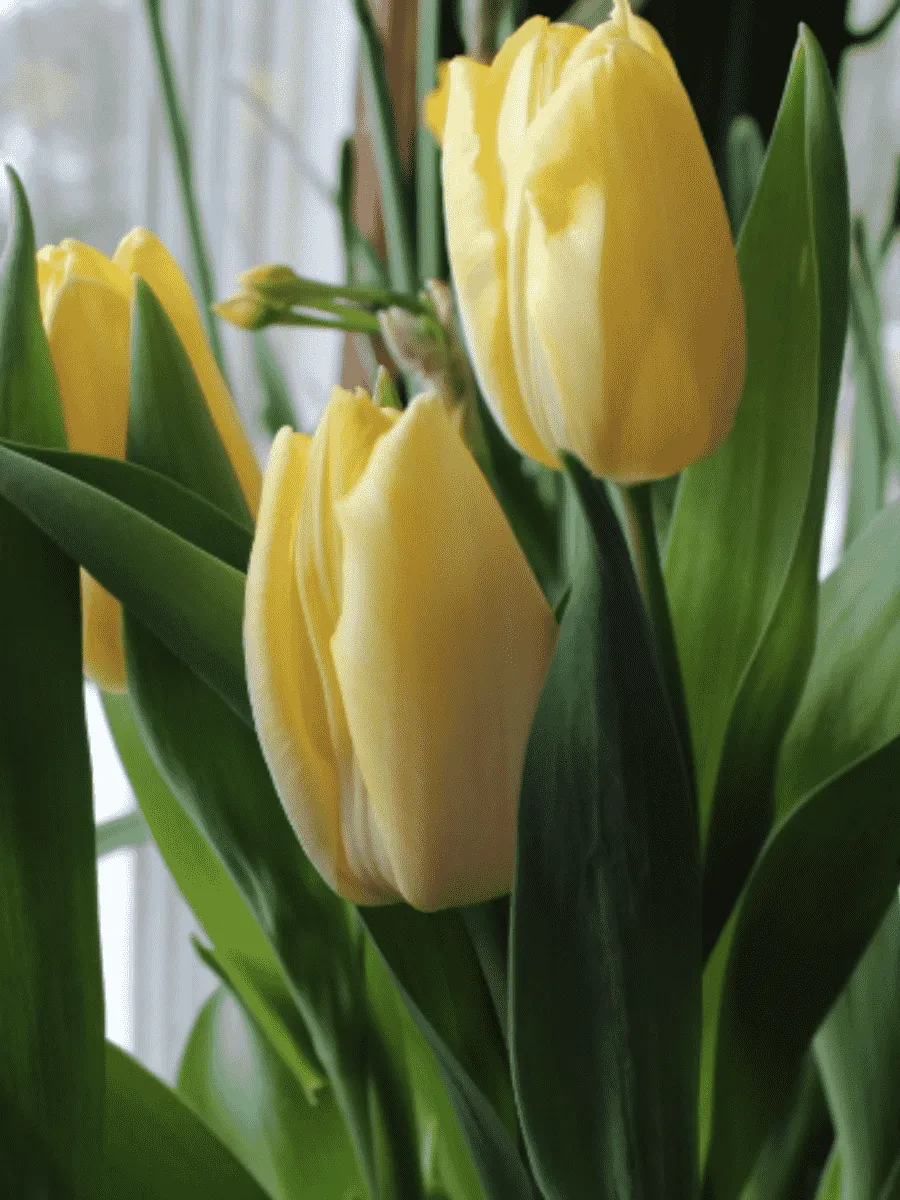 Тюльпан ранний Sunny Prince