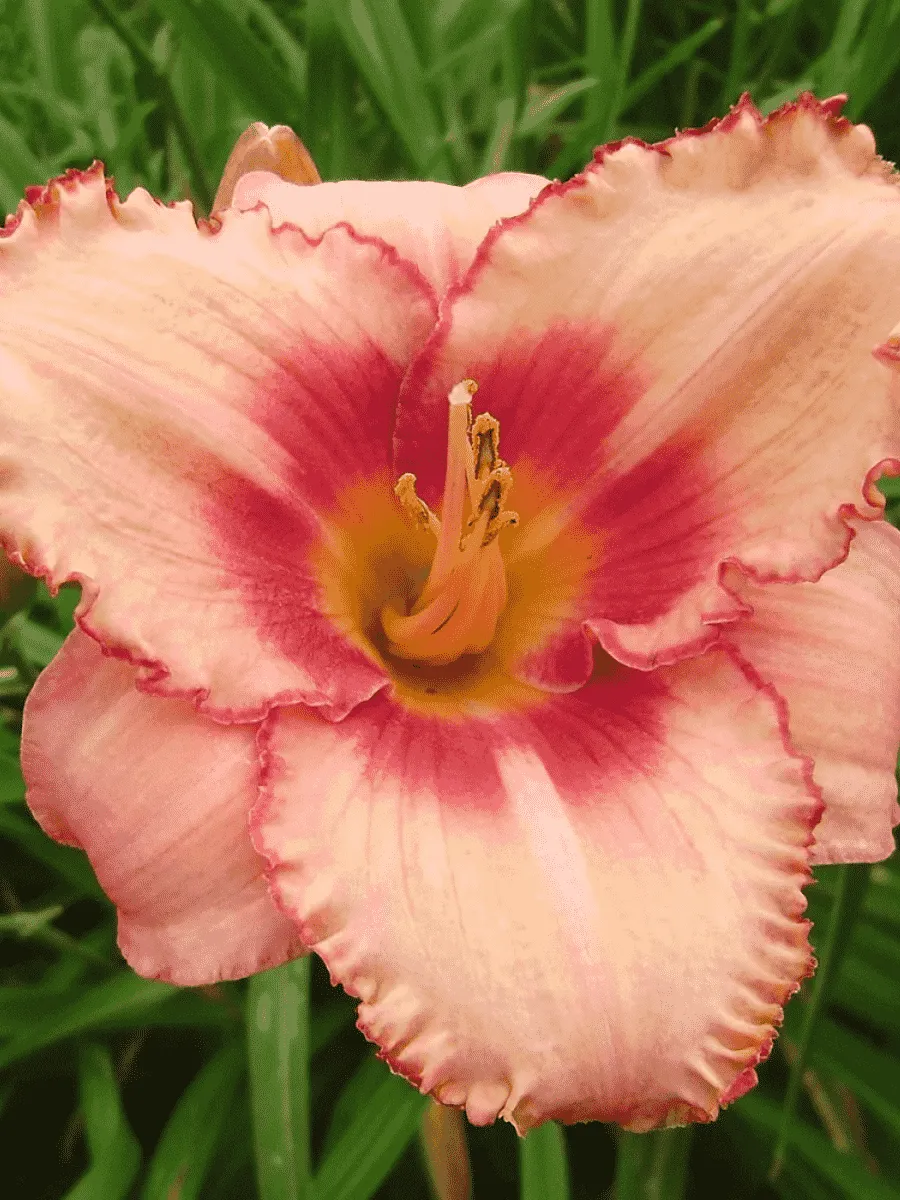 Лилейник Strawberry Candy