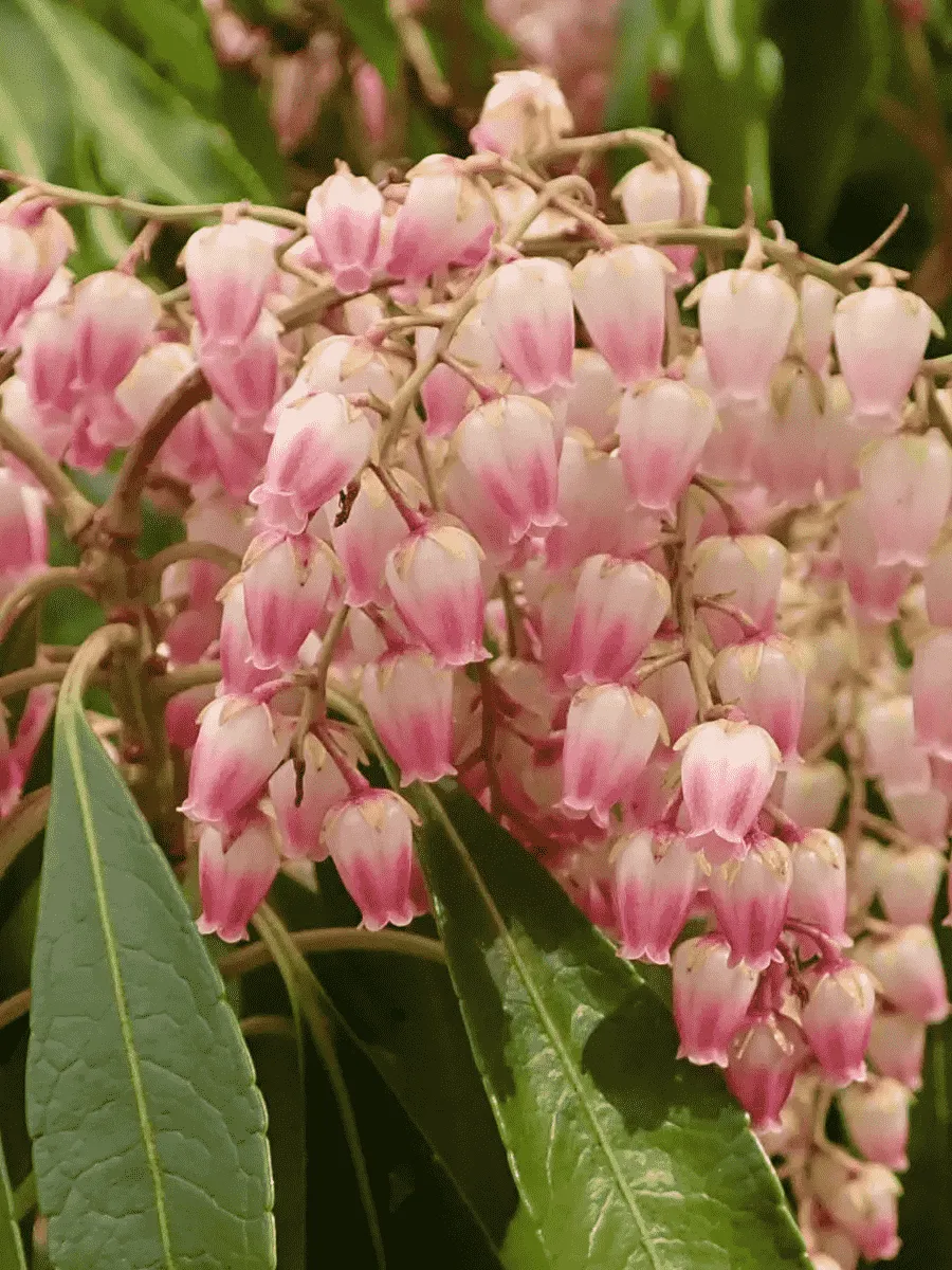 Пиерис японский Valley Rose