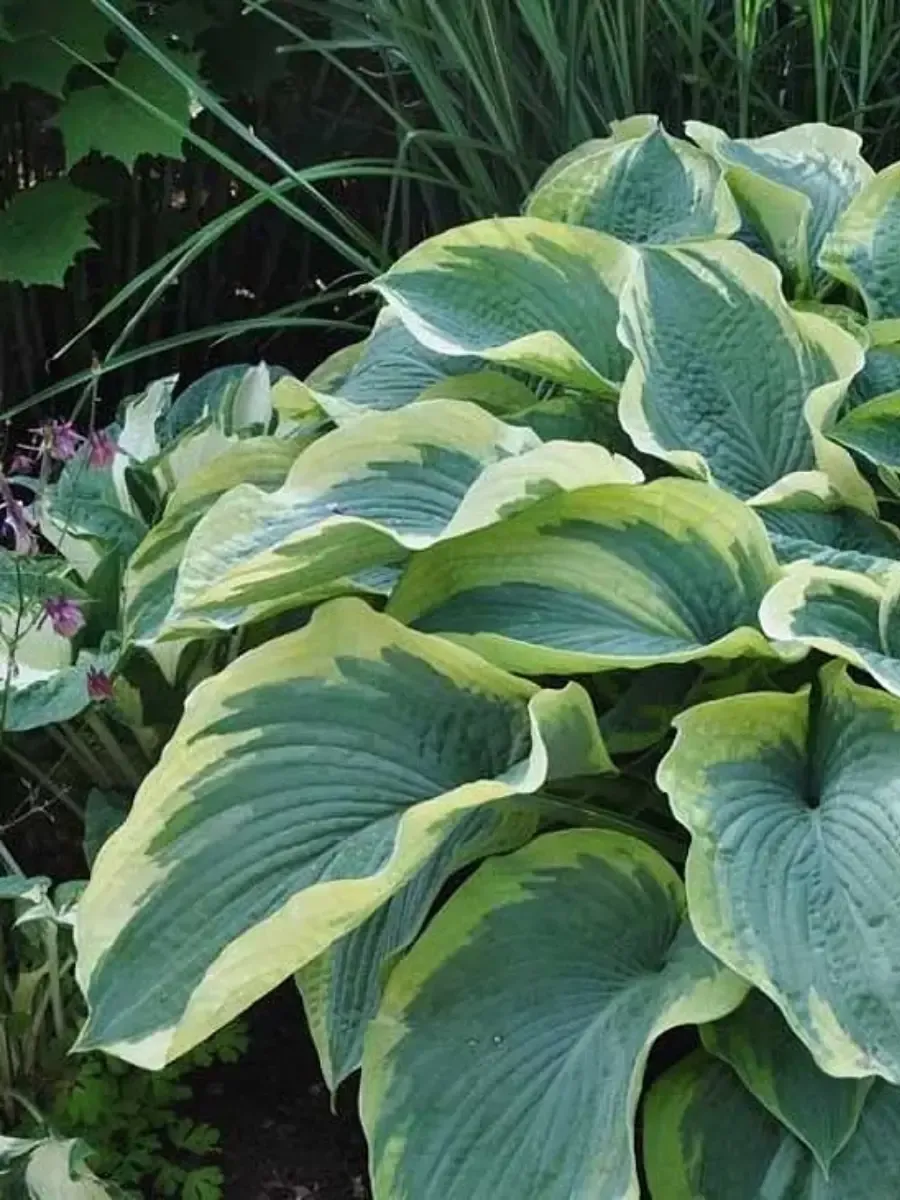 Хоста American Halo