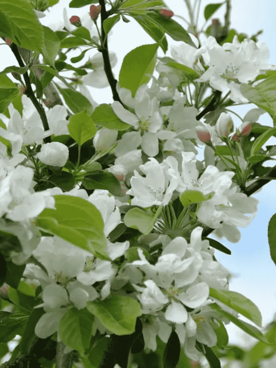 Яблоня декоративная  John Downie