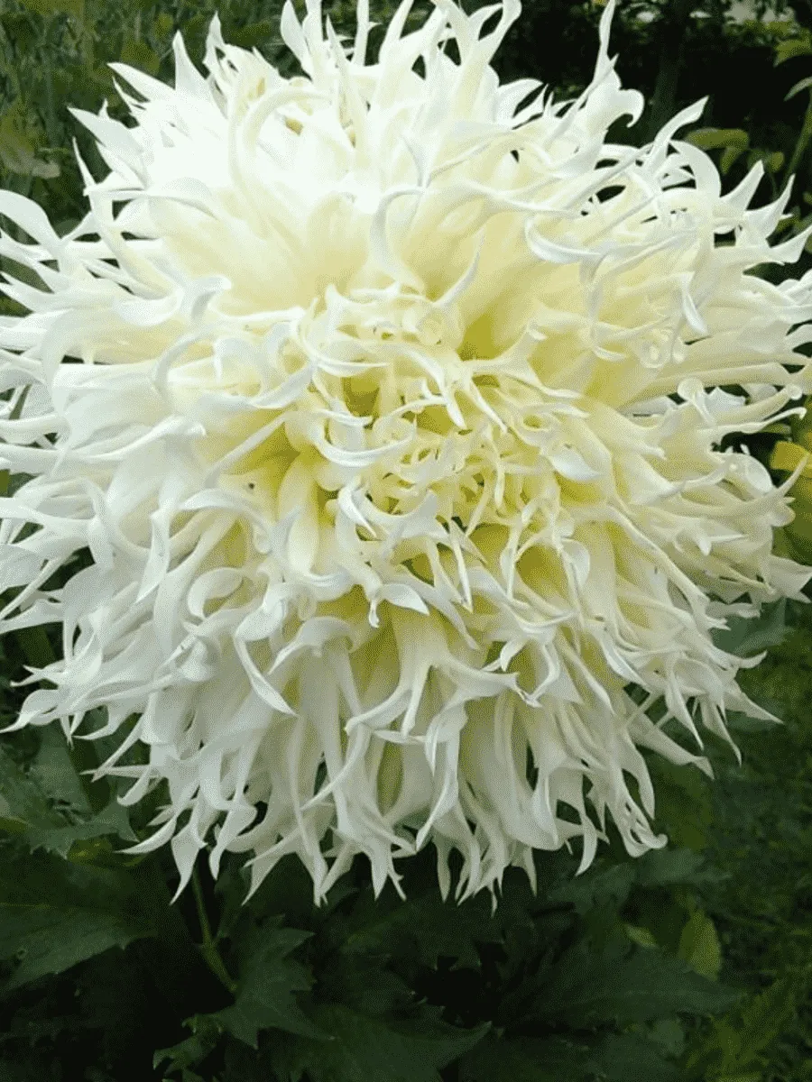 Георгина Tsuki Yori No Shisha