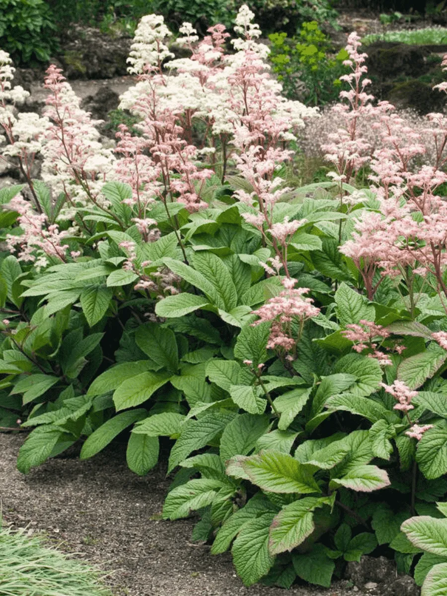 Роджерсия Роджерсия