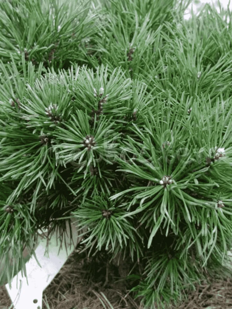 Сосна обыкновенная Frensham Сосна обыкновенная Frensham