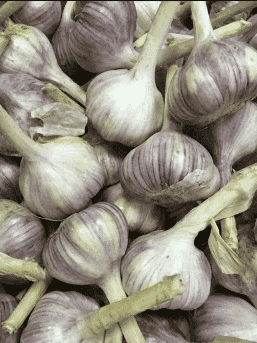 Чеснок Озимый Добрыня