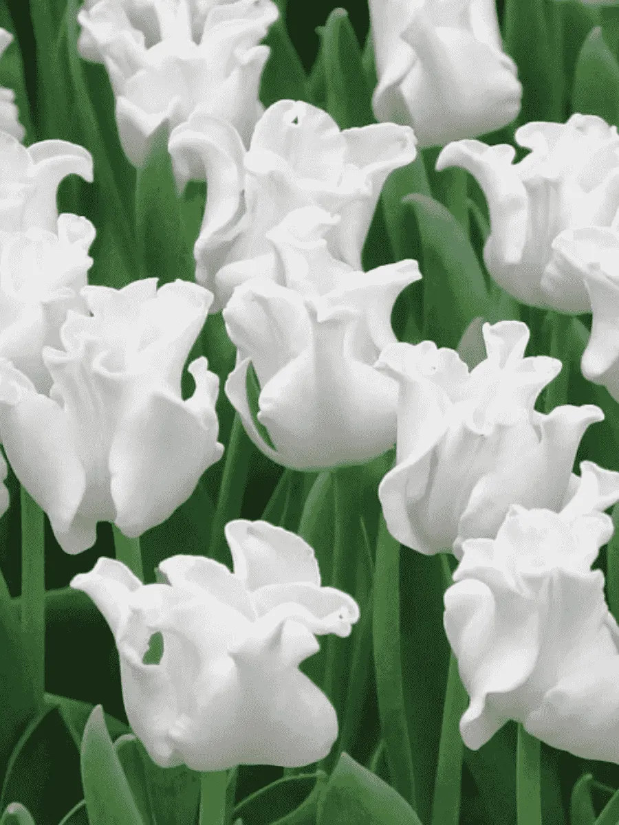 Тюльпан White Liberstar