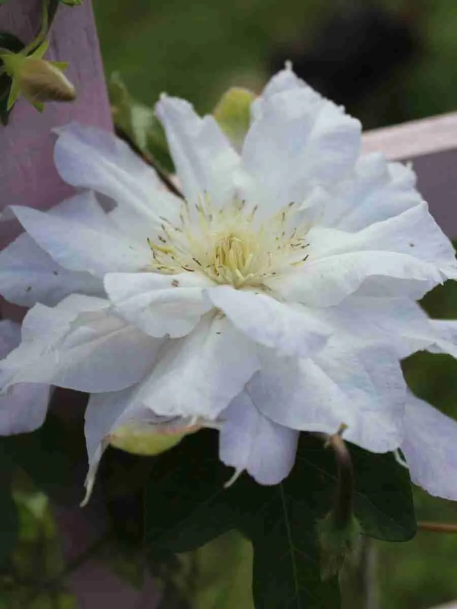 Клематис гибридный Halina Noll Клематис гибридный Halina Noll