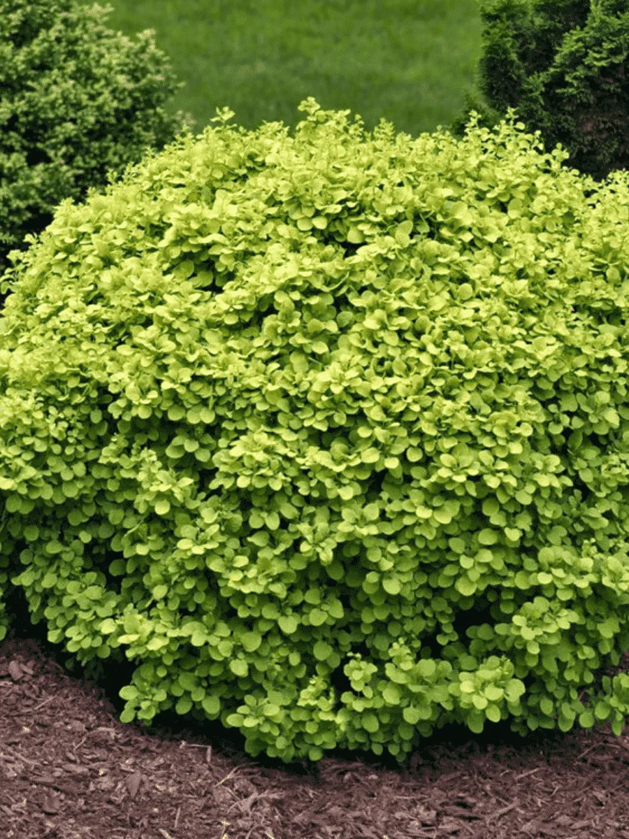 Барбарис Тунберга Golden Devine