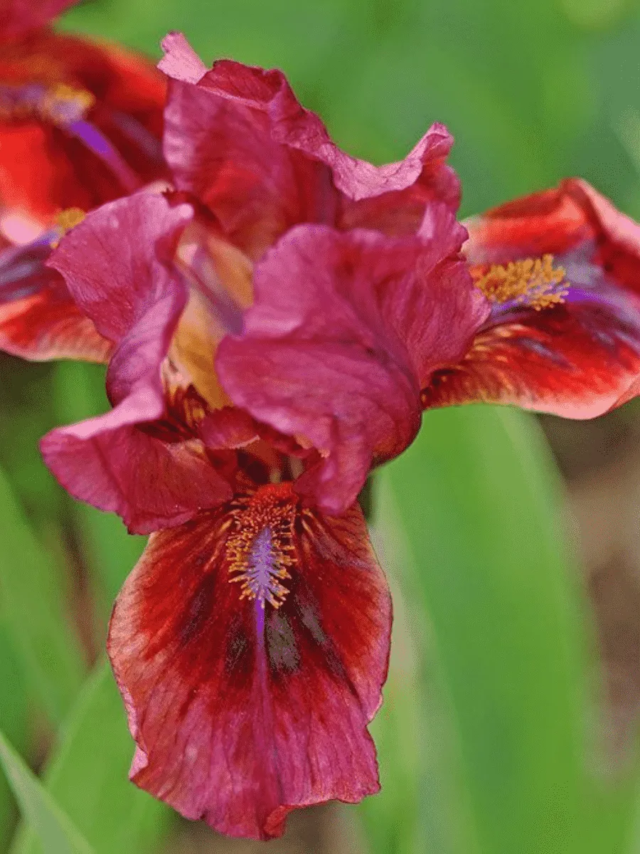 Ирис карликовый Lady in Red