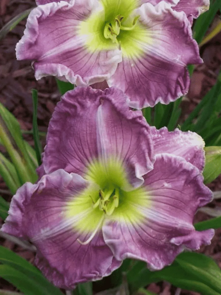 Лилейник Blue Sheen