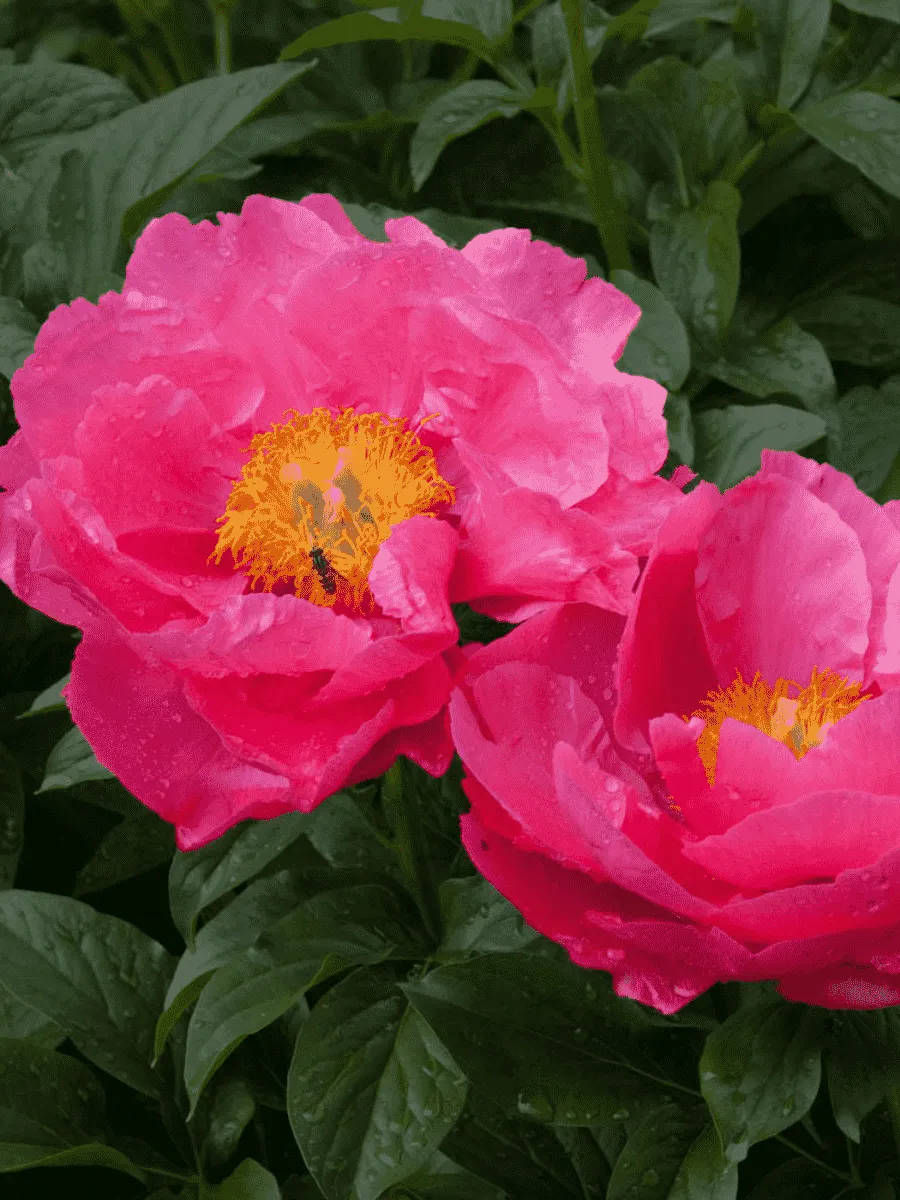 Пион Молочноцветковый Paula Fay