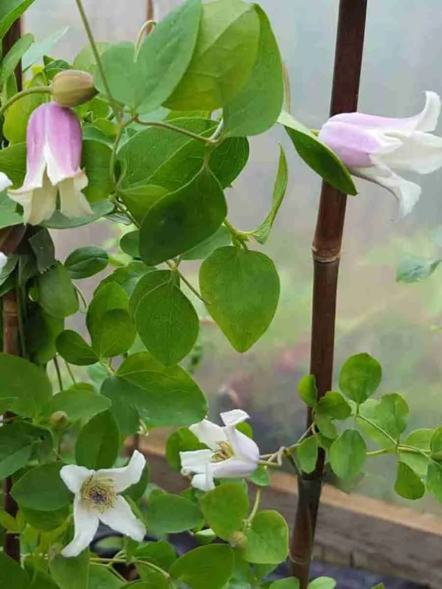 Клематис гибридный Elf Клематис гибридный Elf