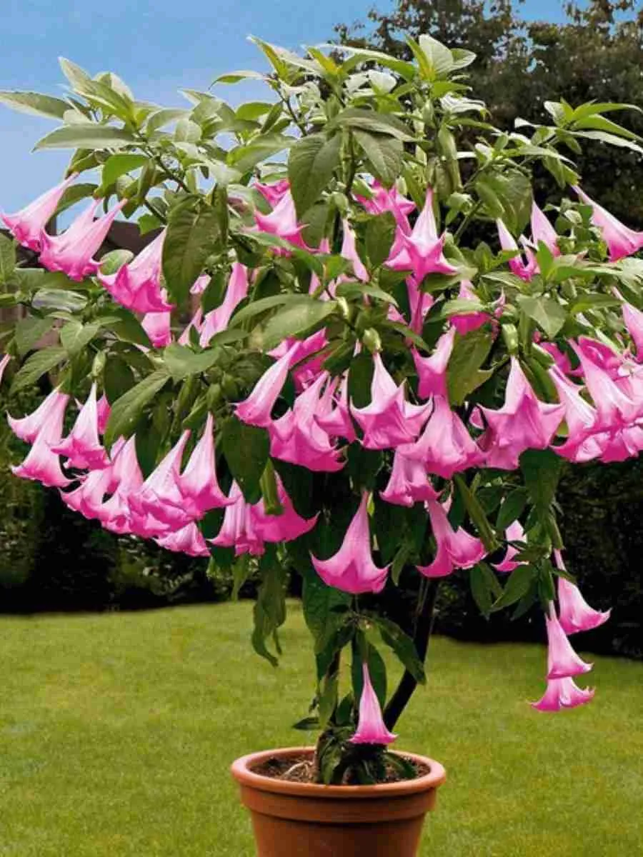 Бругмансия