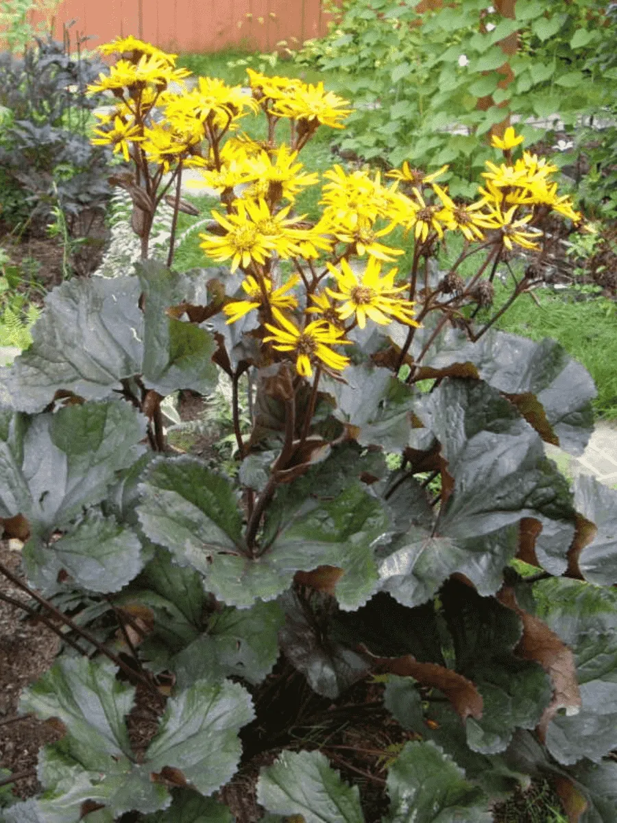 Бузульник Бузульник