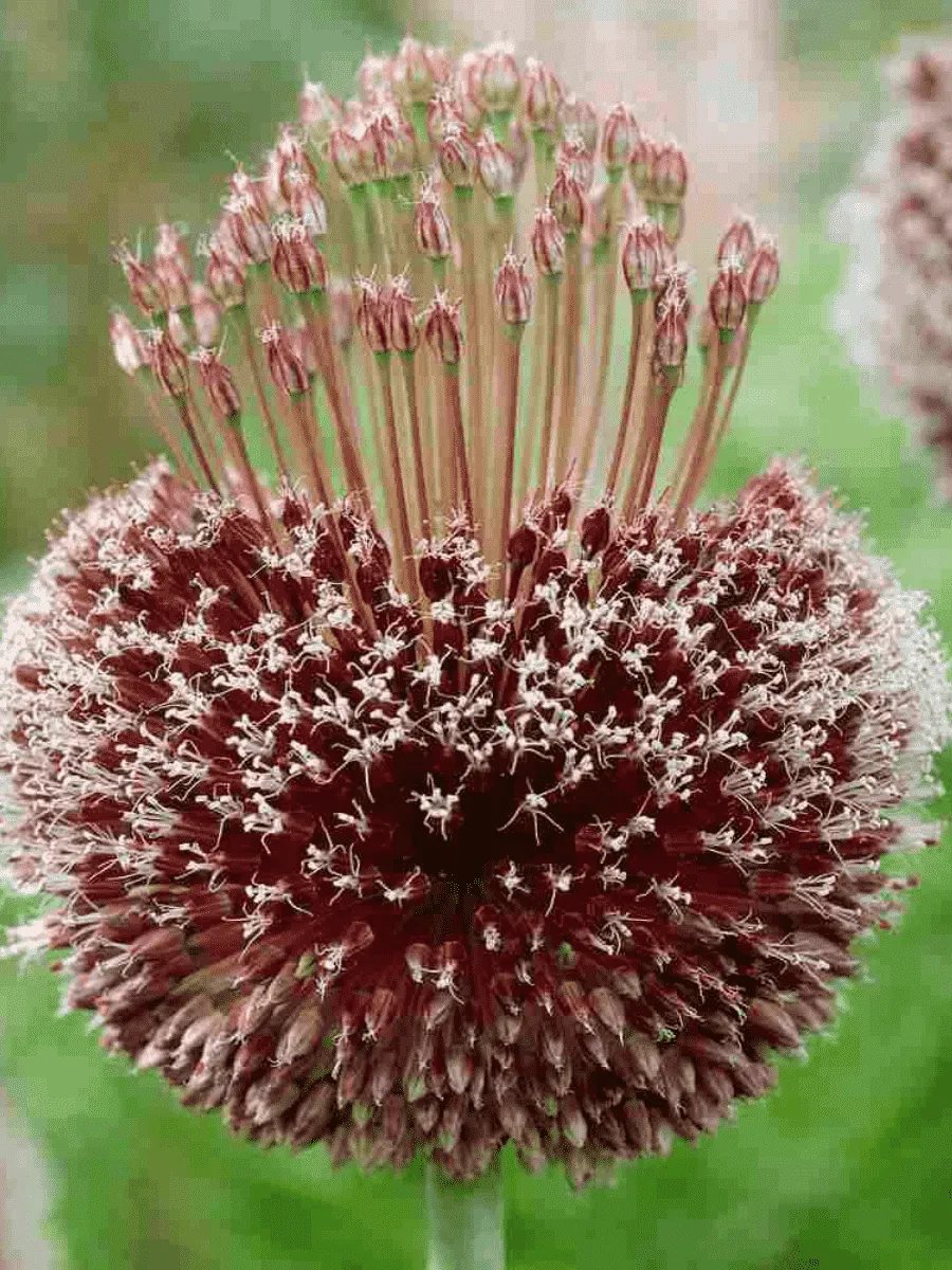 Лук декоративный Forelock Лук декоративный Forelock