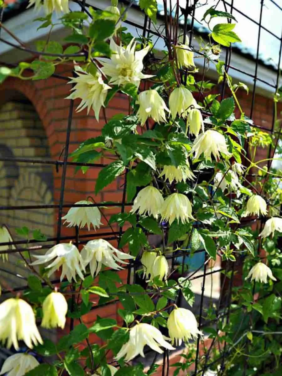 Клематис Lemon Dream