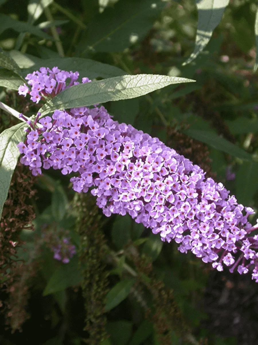 Буддлея давида Wisteria lane