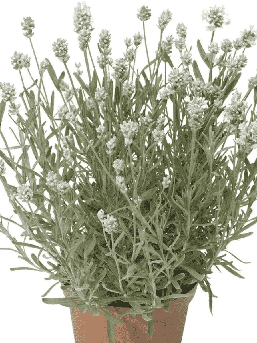 Лаванда  White Scent Early Лаванда  White Scent Early