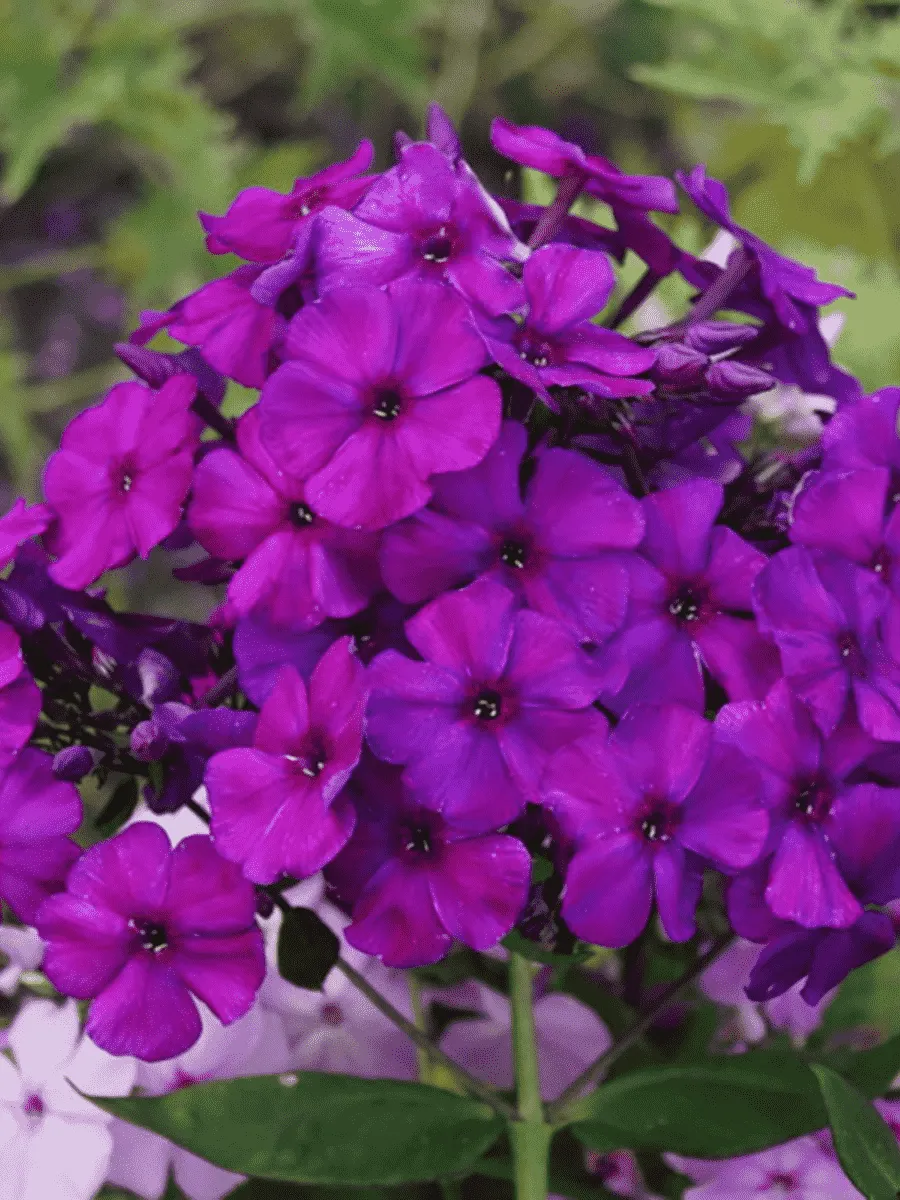 Флокс метельчатый Dusterlohe Selectie