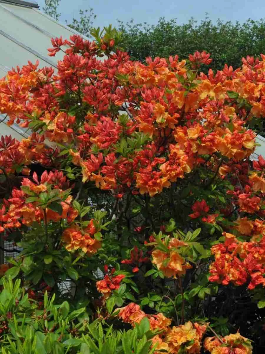 Азалия крупноцветковая Gibraltar Азалия крупноцветковая Gibraltar