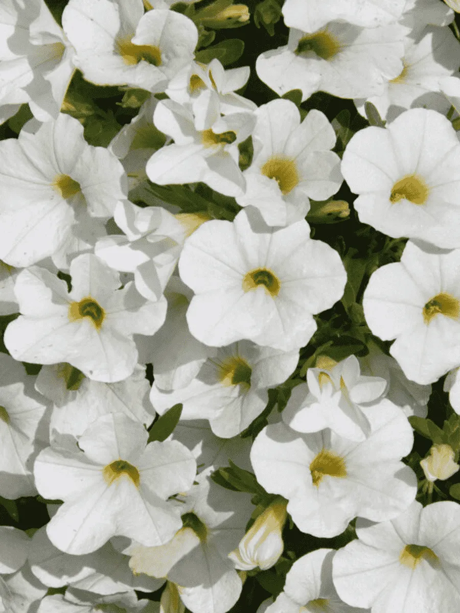 Калибрахоа Calipetite White