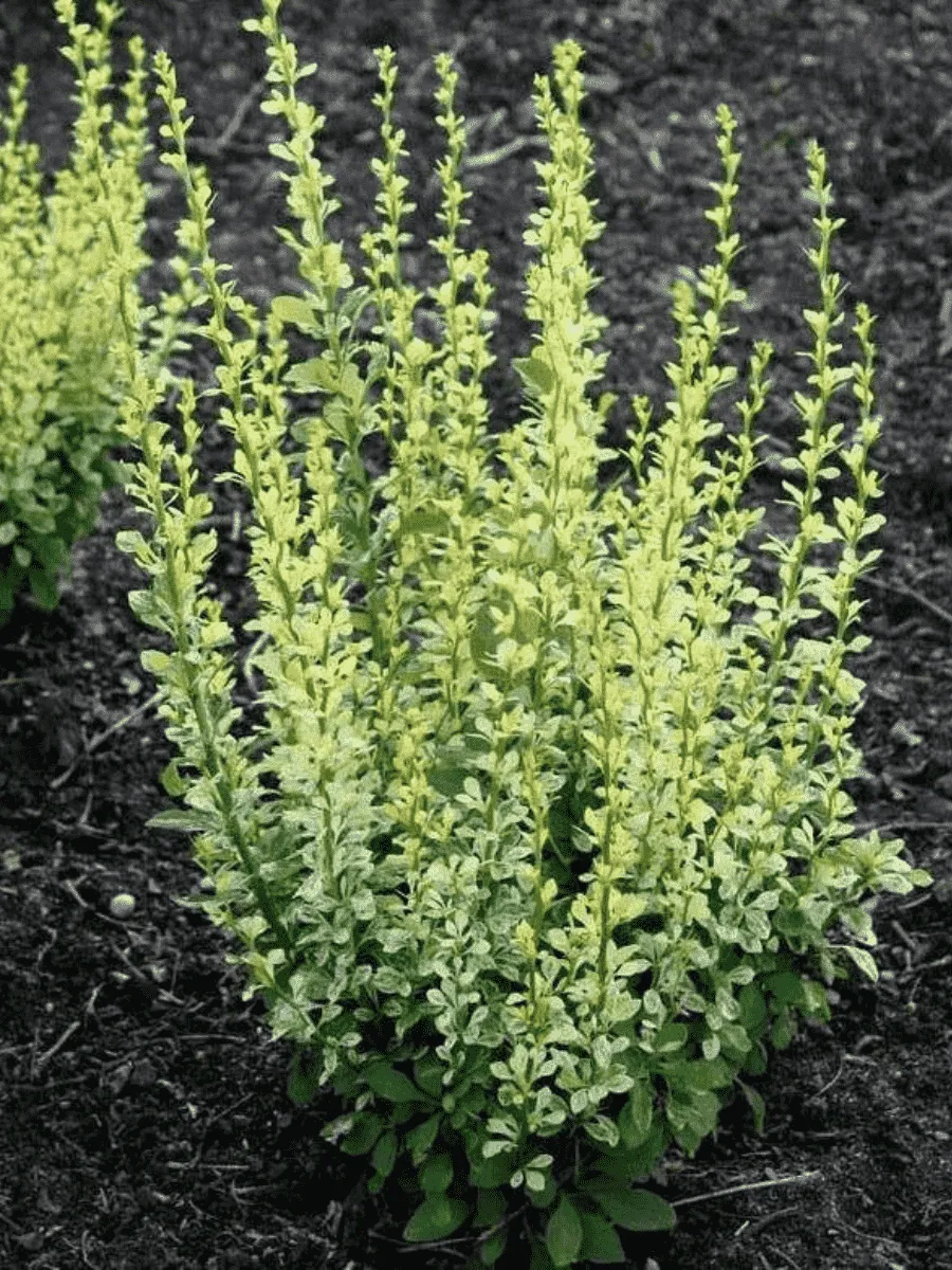 Барбарис тунберга Silver Pillar