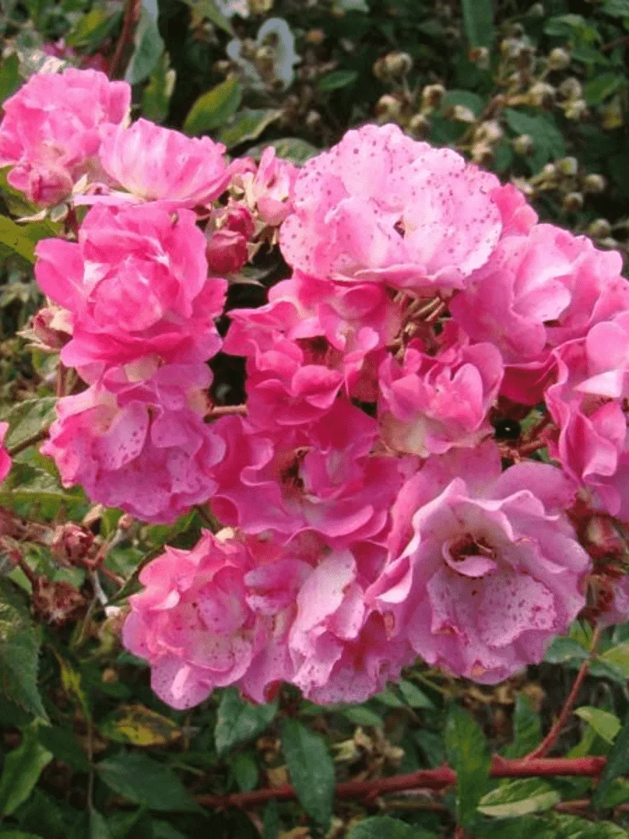 Роза кустовая Belinda