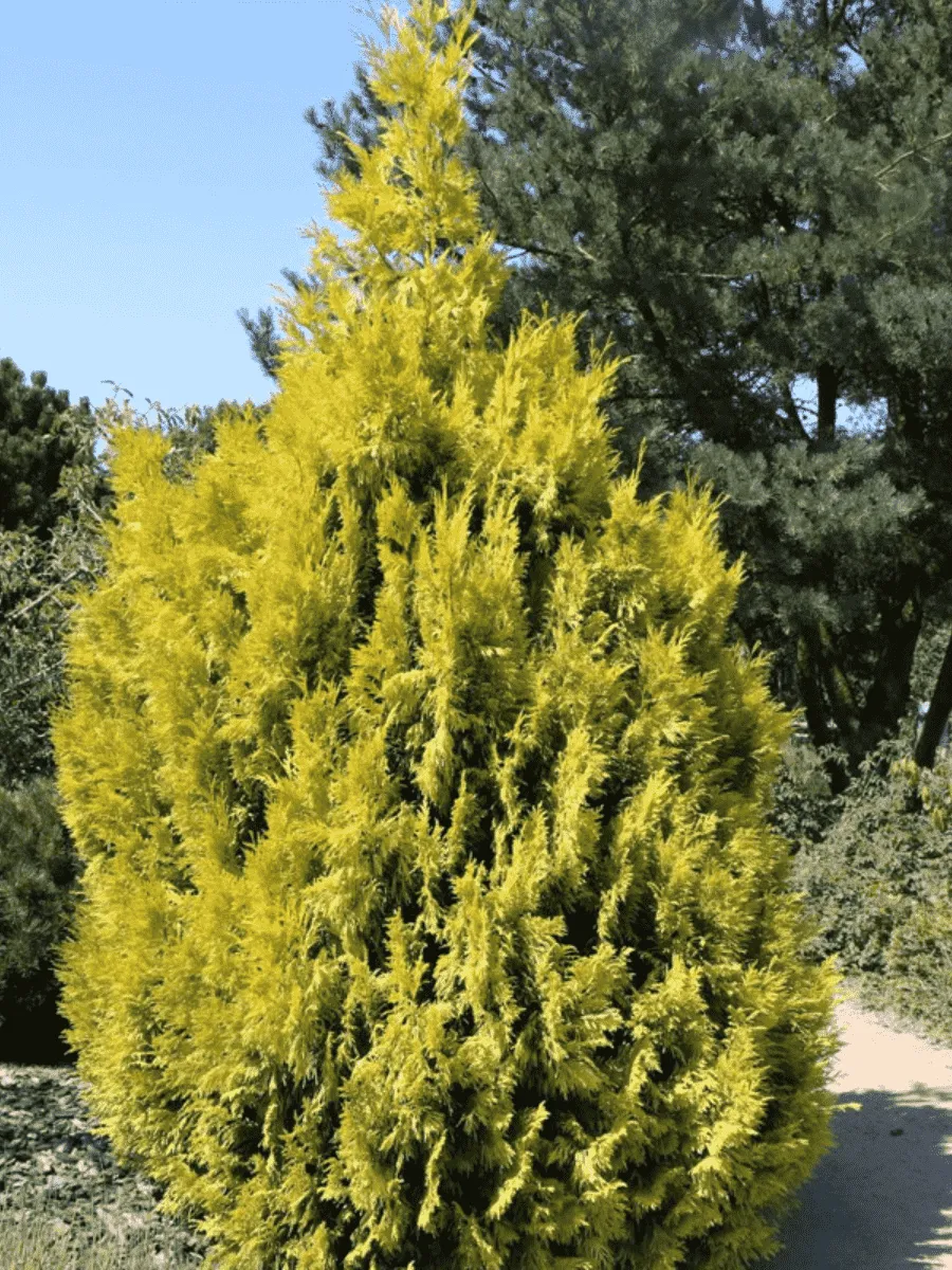 Туя складчатая Forever Goldy Туя складчатая Forever Goldy