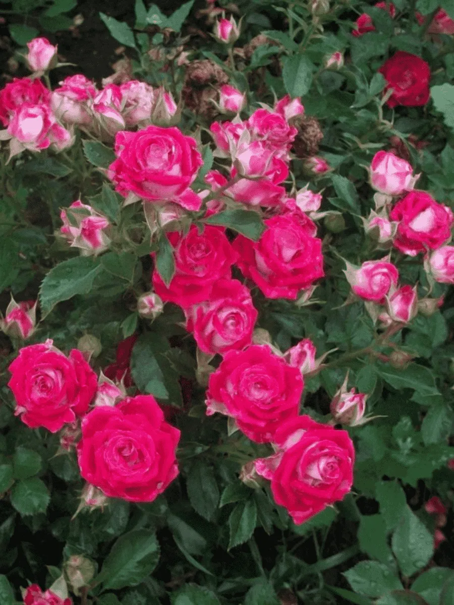 Роза спрей Ruby Star Роза спрей Ruby Star