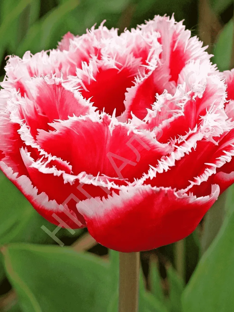 Тюльпан Brest