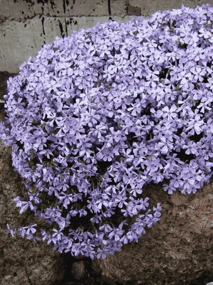 Флокс шиловидный Benita