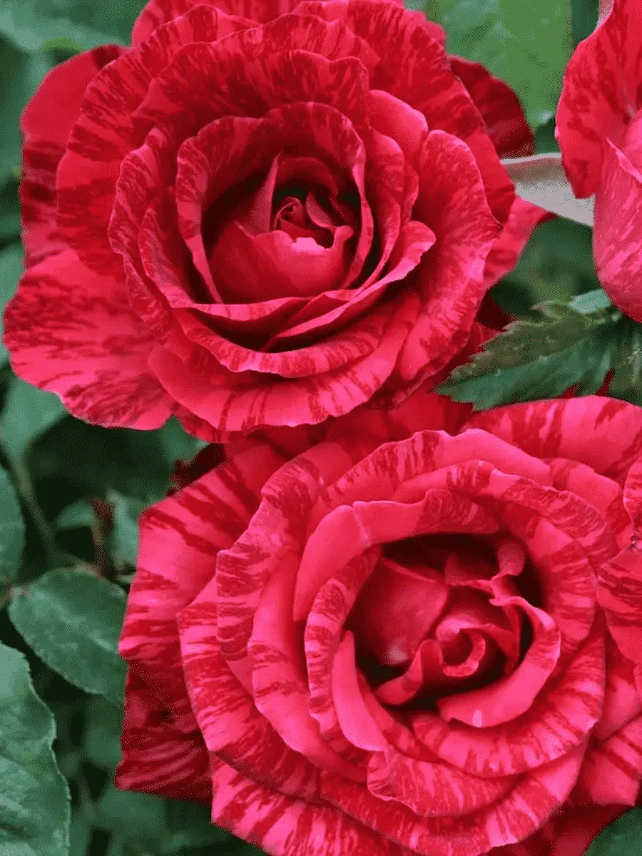 Роза чайно-гибридная Red Intuition