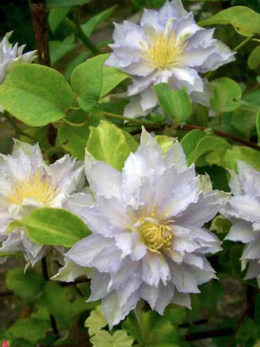 Клематис Dancing King