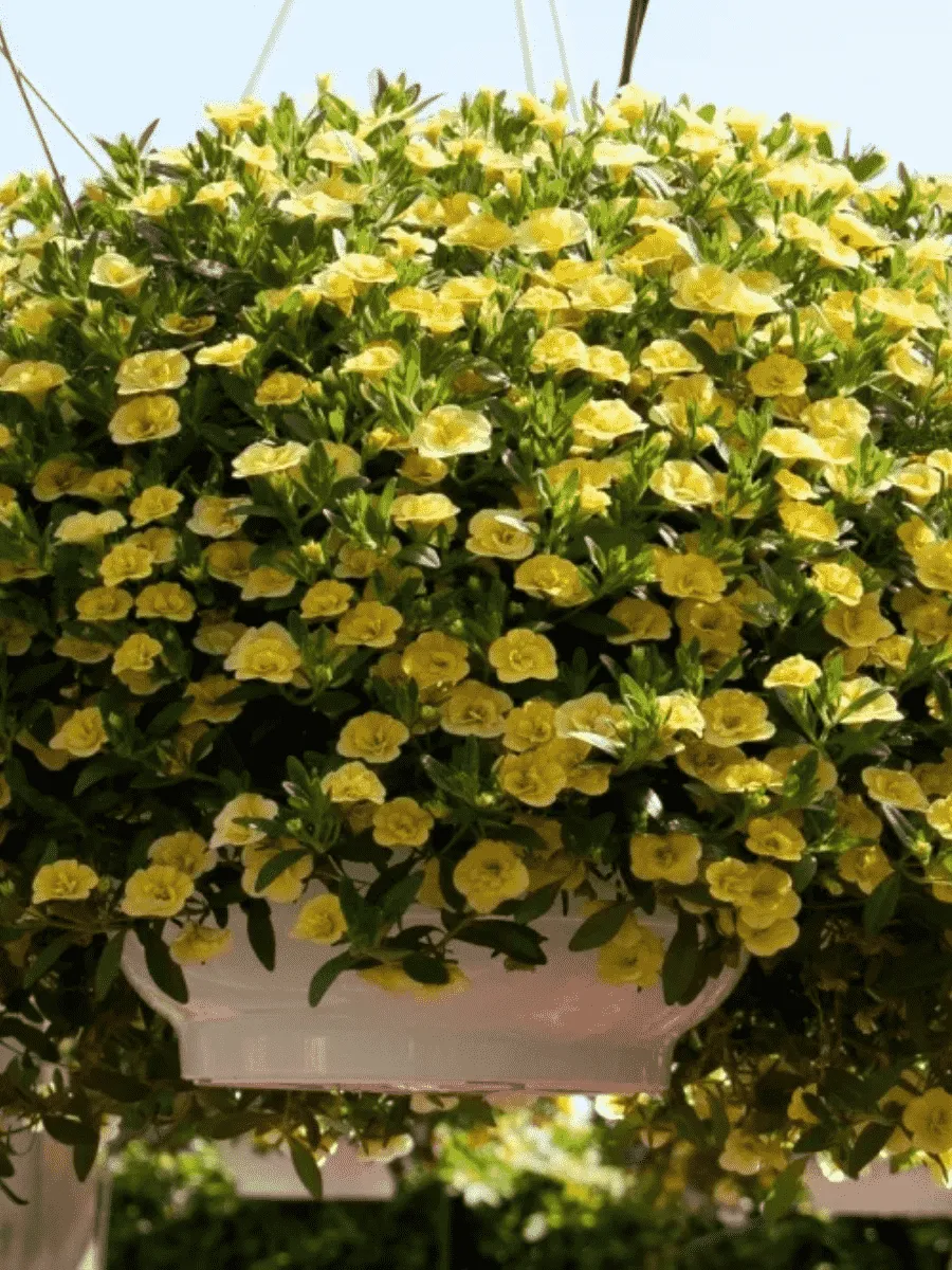 Калибрахоа Calita Lemon