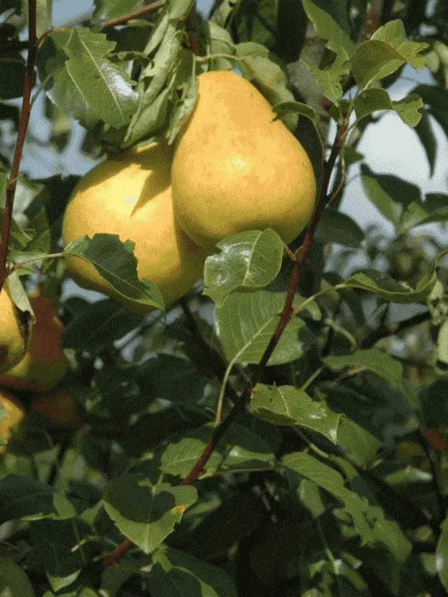 Груша Северянка краснощекая Груша Северянка краснощекая