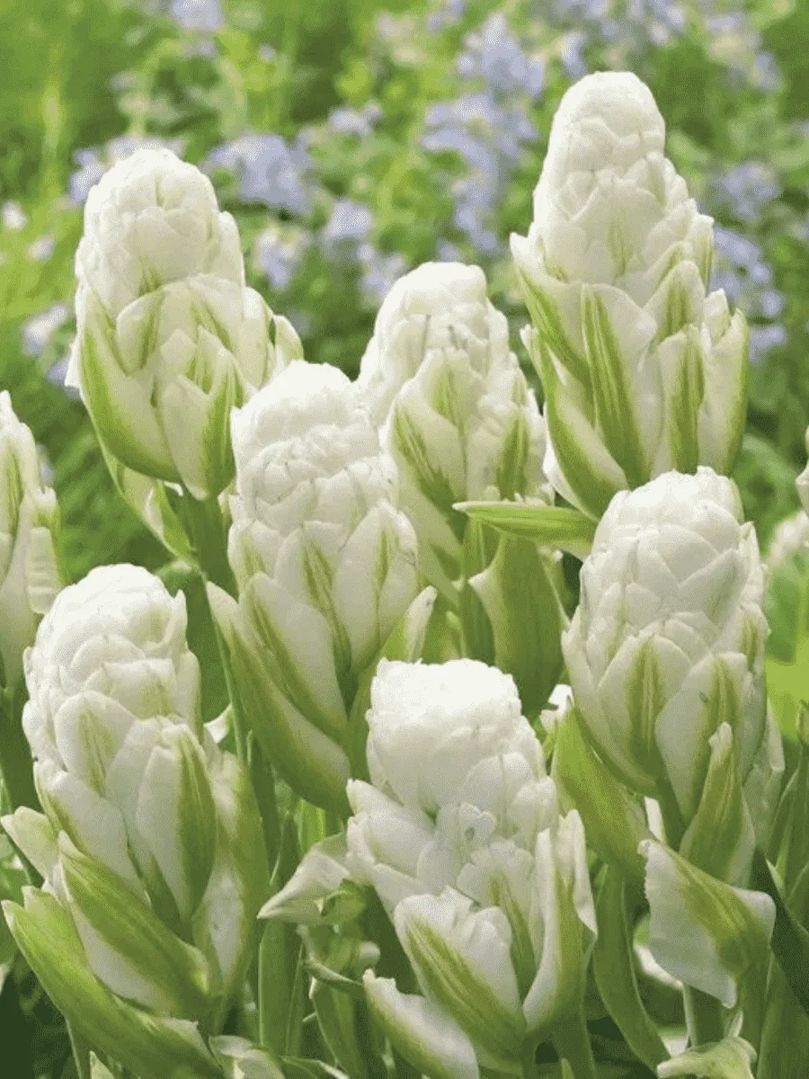 Тюльпан пионовидный Brooklyn