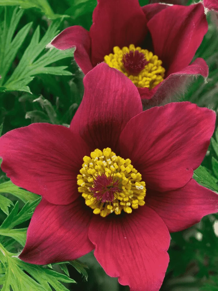 Прострел обыкновенный Pinwheel  Red Прострел обыкновенный Pinwheel  Red