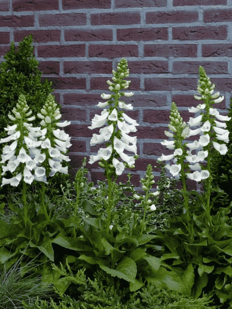 Наперстянка пурпурная Dalmatian White