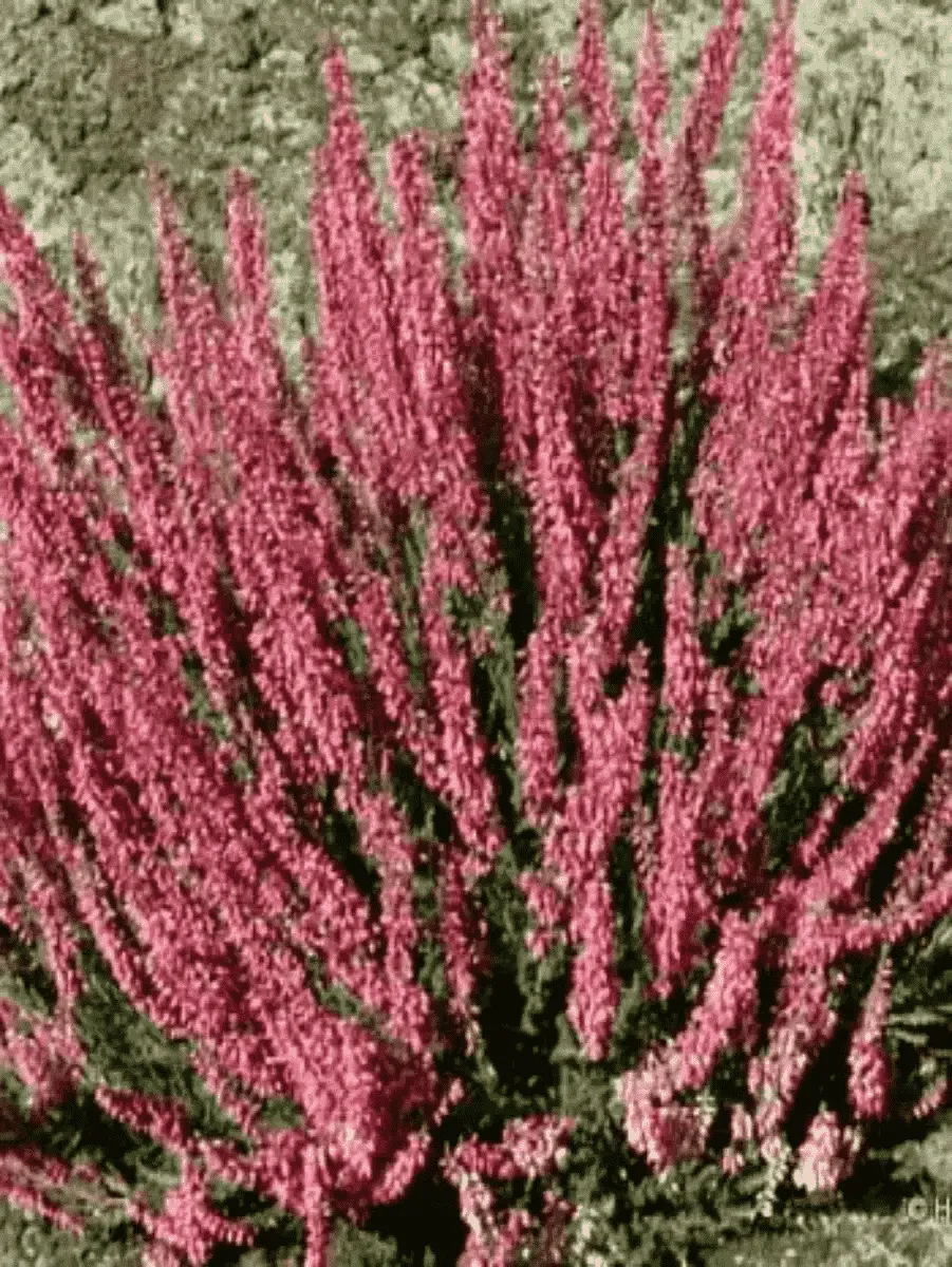 Вереск обыкновенный Loki