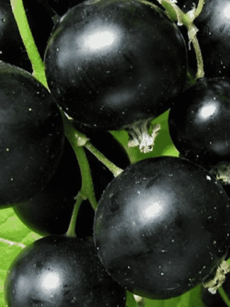 Смородина черная Купалинка Смородина черная Купалинка