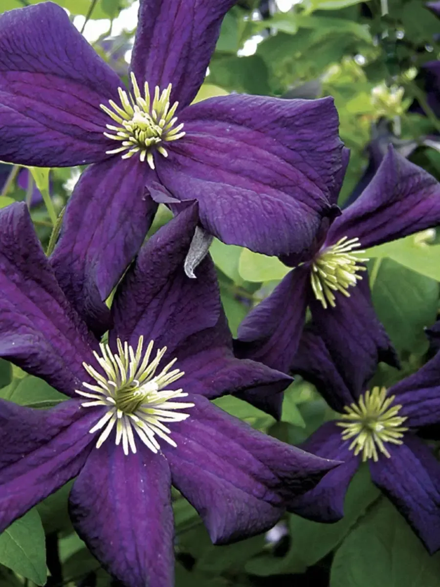 Клематис Romantika