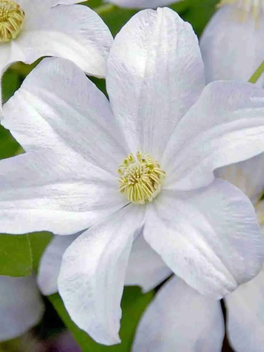 Клематис гибридный Huldine