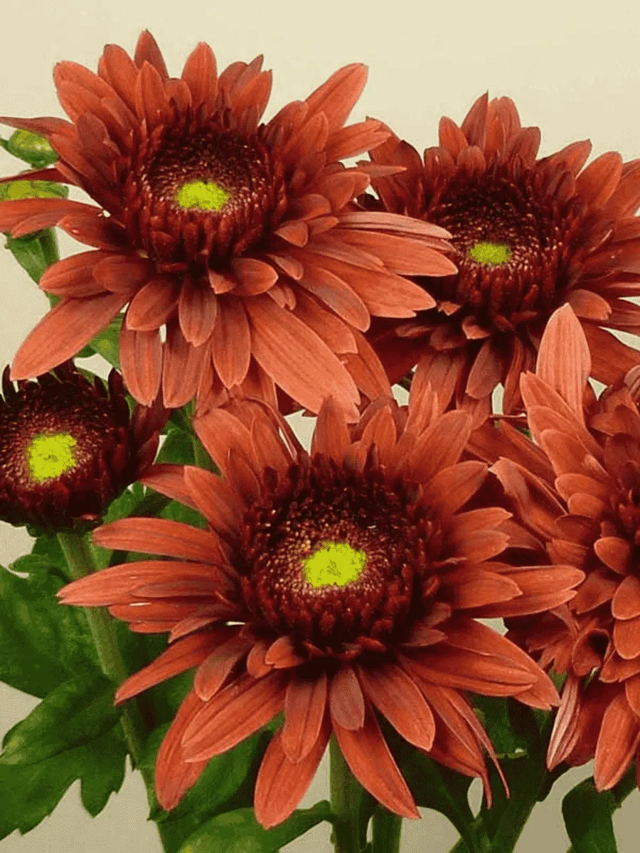 Хризантема  Beppie Red