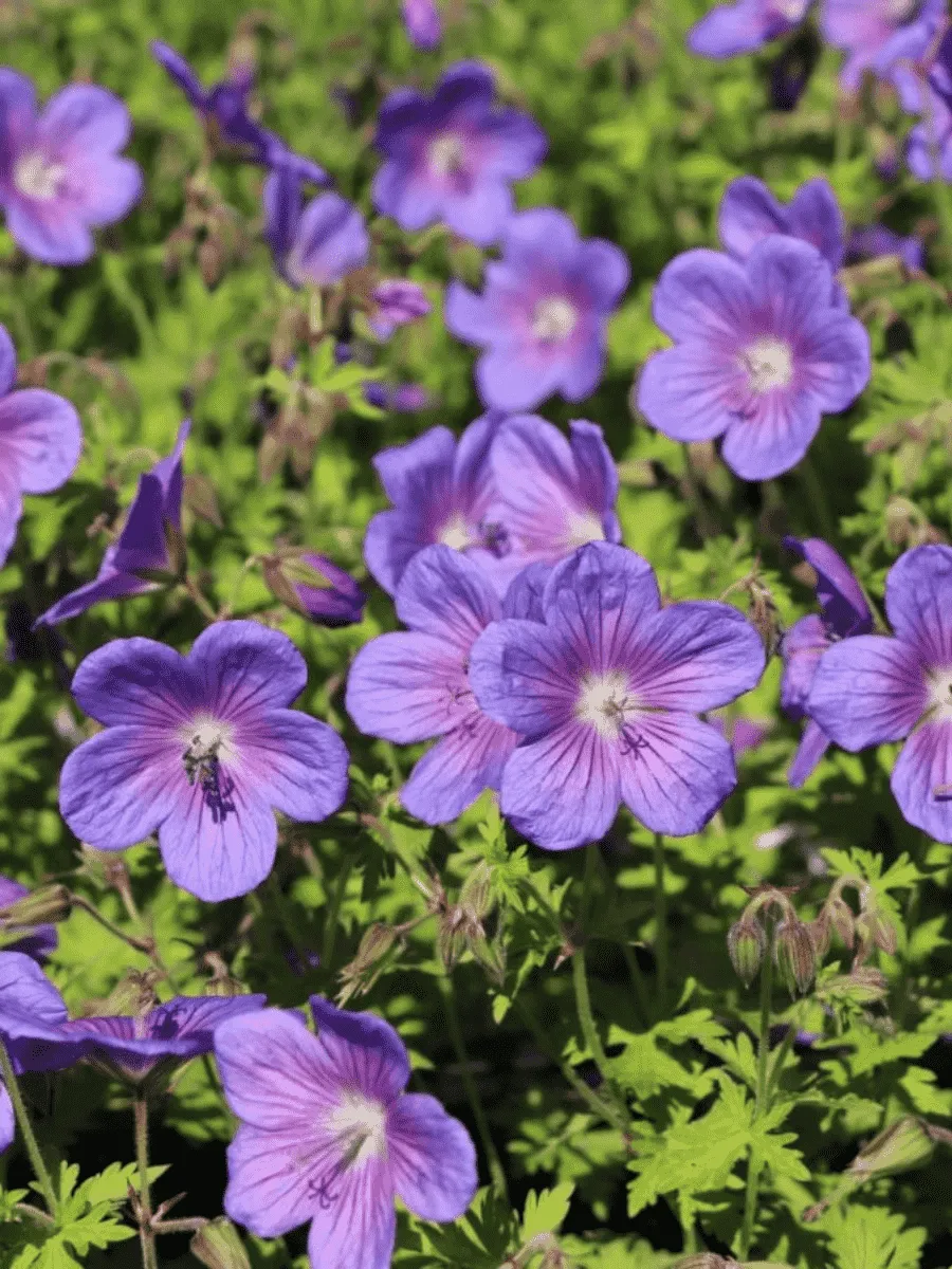 Герань гималайская Gravetye