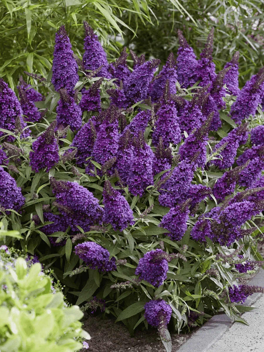 Буддлея давида  Butterfly Candy Little Lila