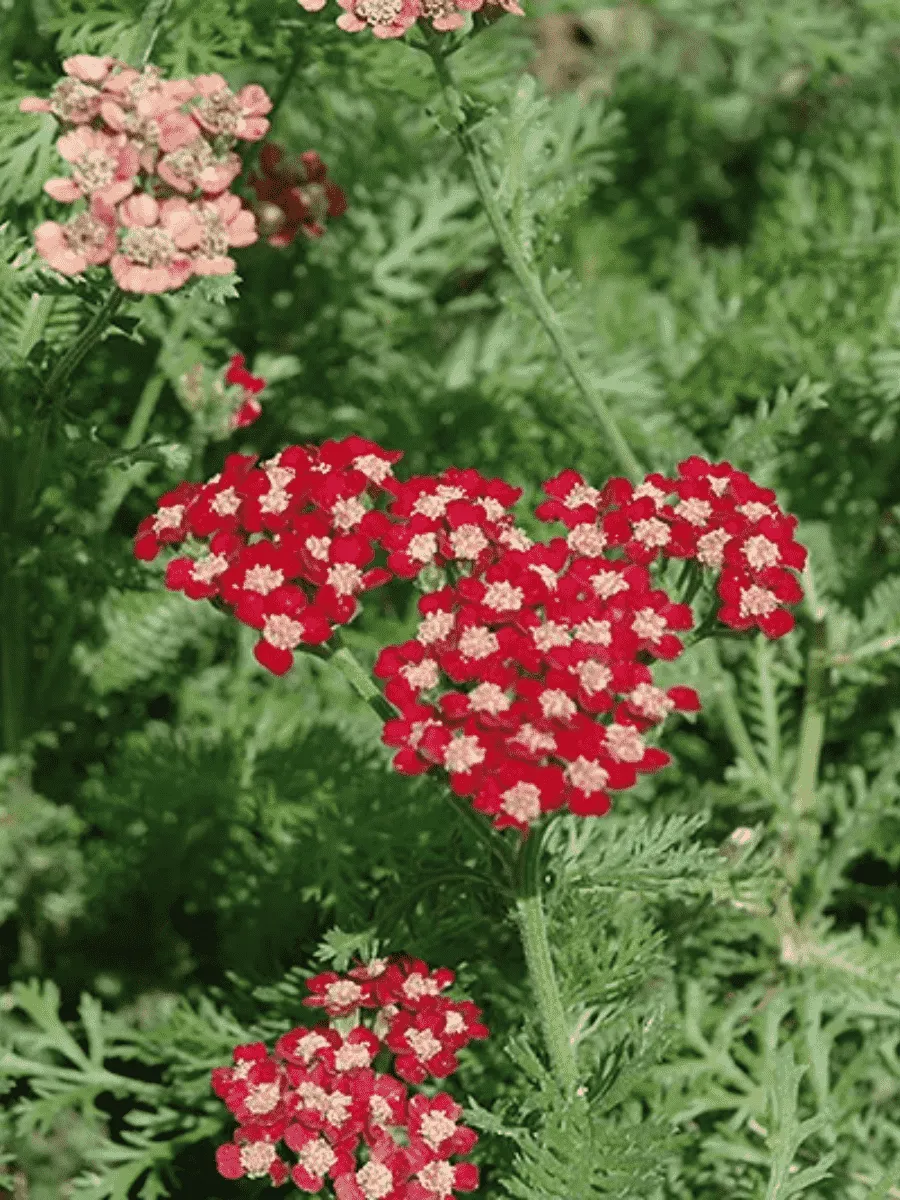 Тысячелистник обыкновенный Laura Тысячелистник обыкновенный Laura